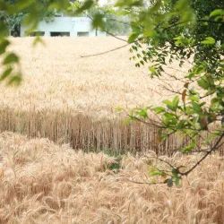 Nearby Agricultural Fields - Hapur