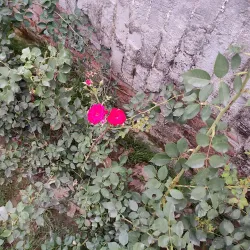 Hardoi Public Park - Hardoi