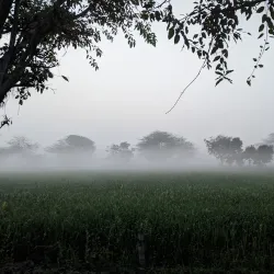 Sarsai Nawar Bird Sanctuary - Hardoi