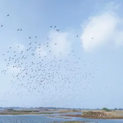 Sarsai Nawar Bird Sanctuary - Hardoi