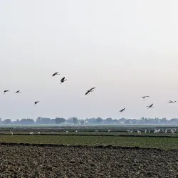 Sarsai Nawar Bird Sanctuary - Hardoi