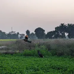 Sarsai Nawar Bird Sanctuary - Hardoi