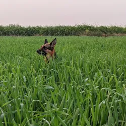 Sarsai Nawar Bird Sanctuary - Hardoi