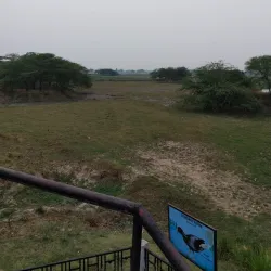 Sarsai Nawar Bird Sanctuary - Hardoi
