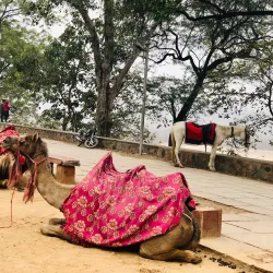 Badkhal Lake - Haryana