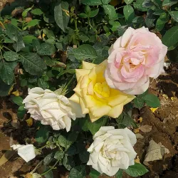 Chandigarh Rose Garden - Haryana