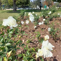 Chandigarh Rose Garden - Haryana