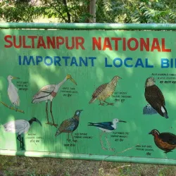 Sultanpur National Park - Haryana