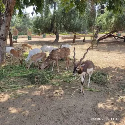 Tilyar Lake and Zoo - Haryana