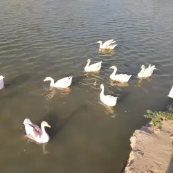 Blue Bird Lake - Hisar