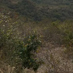 Shivalik Hills - Hoshiarpur