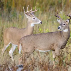 Takhni-Rehmapur Wildlife Sanctuary - Hoshiarpur