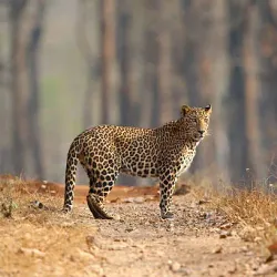 Takhni-Rehmapur Wildlife Sanctuary - Hoshiarpur