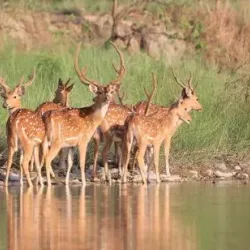Takhni-Rehmapur Wildlife Sanctuary - Hoshiarpur