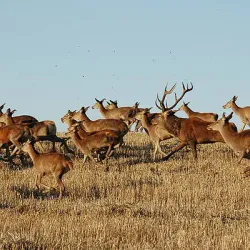 Takhni-Rehmapur Wildlife Sanctuary - Hoshiarpur