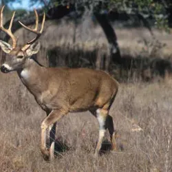 Takhni-Rehmapur Wildlife Sanctuary - Hoshiarpur