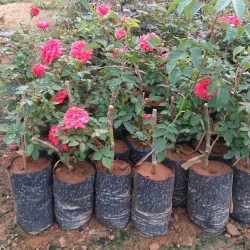 Hosur Botanical Garden - Hosur