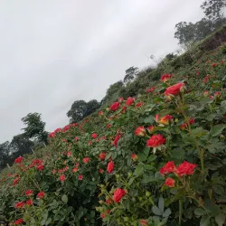 Hosur Botanical Garden - Hosur