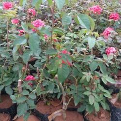 Hosur Botanical Garden - Hosur