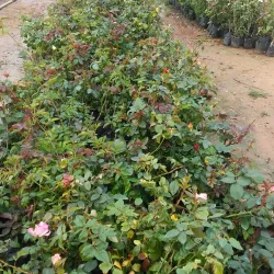 Hosur Botanical Garden - Hosur