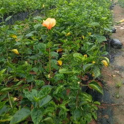 Hosur Botanical Garden - Hosur