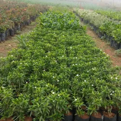 Hosur Botanical Garden - Hosur