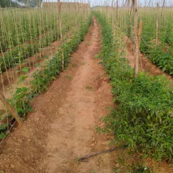 Hosur Botanical Garden - Hosur