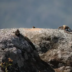 Krishnagiri Wildlife Sanctuary - Hosur