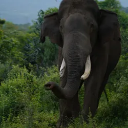 Krishnagiri Wildlife Sanctuary - Hosur