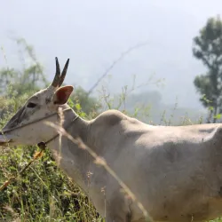 Krishnagiri Wildlife Sanctuary - Hosur