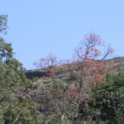 Krishnagiri Wildlife Sanctuary - Hosur