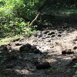 Krishnagiri Wildlife Sanctuary - Hosur