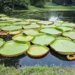 Shibpur Botanical Garden (Acharya Jagadish Chandra Bose Indian Botanical Garden) - Howrah (Haora)