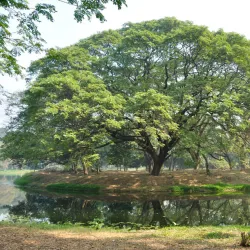 Shibpur Botanical Garden (Acharya Jagadish Chandra Bose Indian Botanical Garden) - Howrah (Haora)