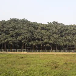 Shibpur Botanical Garden (Acharya Jagadish Chandra Bose Indian Botanical Garden) - Howrah (Haora)