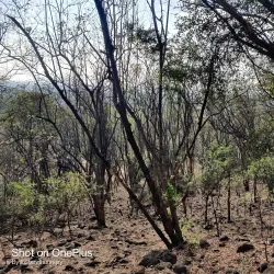 Ralamandal Wildlife Sanctuary - Indore