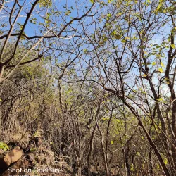 Ralamandal Wildlife Sanctuary - Indore