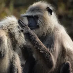 Kanha National Park - Jabalpur