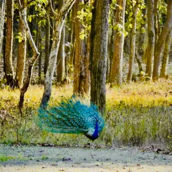 Kanha National Park - Jabalpur