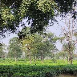 Buxa Tiger Reserve - Jalpaiguri