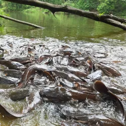 Buxa Tiger Reserve - Jalpaiguri