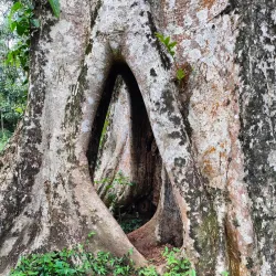 Chapramari Wildlife Sanctuary - Jalpaiguri