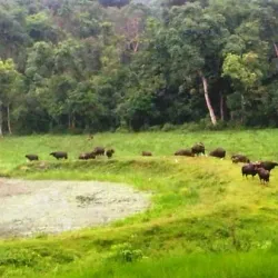 Chapramari Wildlife Sanctuary - Jalpaiguri
