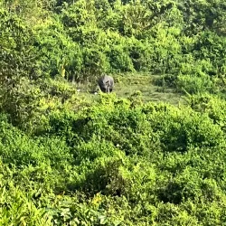 Chapramari Wildlife Sanctuary - Jalpaiguri
