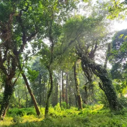 Chapramari Wildlife Sanctuary - Jalpaiguri
