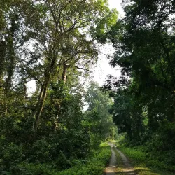 Gorumara National Park - Jalpaiguri