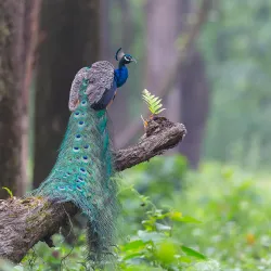 Gorumara National Park - Jalpaiguri