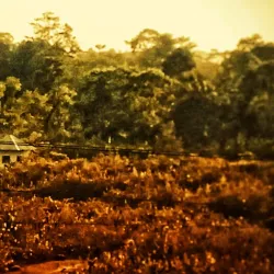 Malbazar - Jalpaiguri