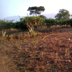 Tea Gardens of Dooars - Jalpaiguri