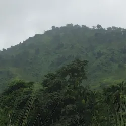 Tea Gardens of Dooars - Jalpaiguri